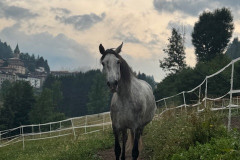 maneggio-12